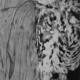 Athene noctua