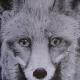 Fox by Mark
