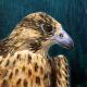 Peregrine X by Mark