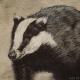 Ink Badger 2 by Mark
