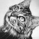 Maine Coon