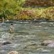 Little Turn, Kinermony,…