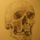 SKULL | | 25 x 30cm | PENCIL ON PAPER SKULL
