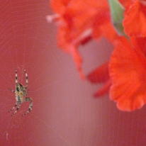 Spider and Gladioli
