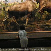 STUFFED MOOSE