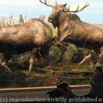 MOOSE ATTACK