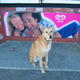 Dingo