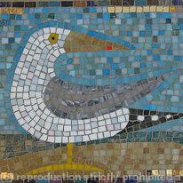 Herring Gull