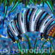 Armadillo