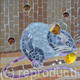 Mouse Nibbling