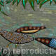 Brown Peacock