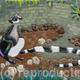 Ring Tailed Lemur #2