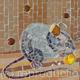 Mouse Nibbling Corn