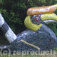 Hornbill
