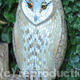 Barn Owl