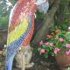 Macaw