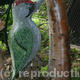 Green Woodpecker