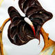 Lilly | | | Lilly