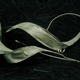 Large Leaf earrings