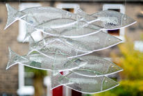 large shoal of glass fish