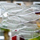 large shoal of glass fish
