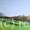 The Orchard