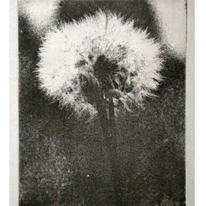 Etching and chine colle