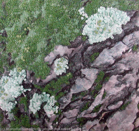 Moss on Bark