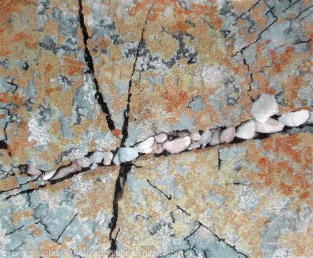 Lichen Web