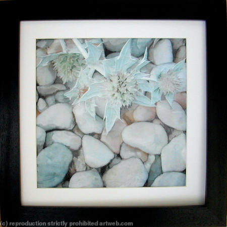 Sea Holly