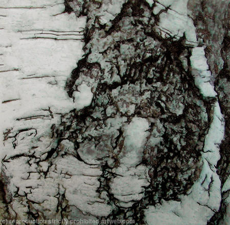 silver bark