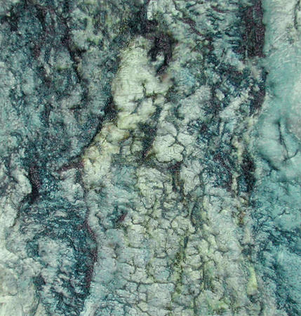 Snake Bark