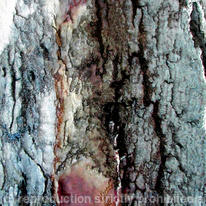 spanish bark 1