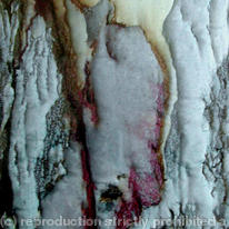 spanish bark 2