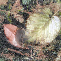 small leaf 2