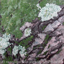 Moss on Bark