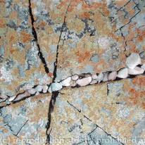 Lichen Web