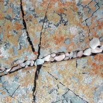 Lichen Web