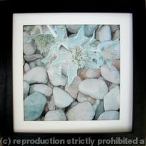 Sea Holly