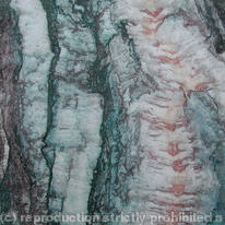 Tiger Bark 2