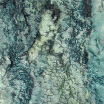 Snake Bark