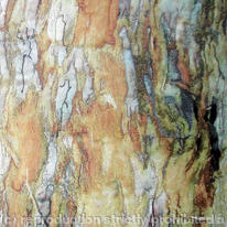 Sequoia Bark