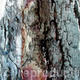 spanish bark 1