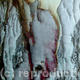 spanish bark 2