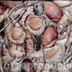 Little acorns