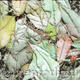 Leaf carpet