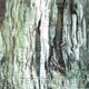 Bark Series
