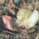 small leaf 2