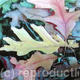 Coloured Leaves