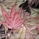 Pink Leaf